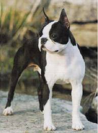 Boston Terrier